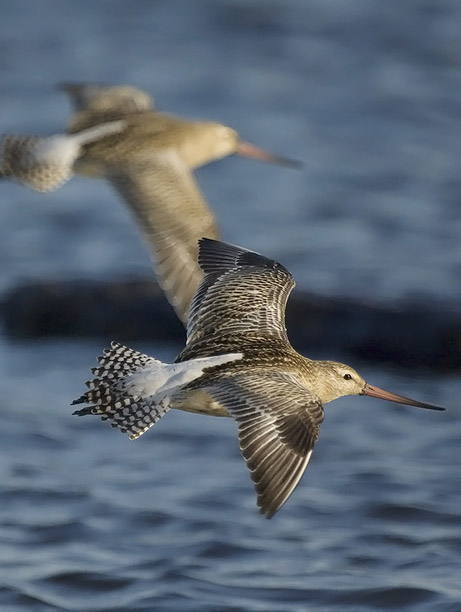 Punakuiri, Bar-tailed Godwit, Limosa lapponica